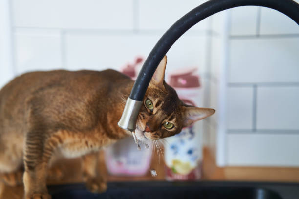 istock Beautiful cat Bengal breed drinking water from the tap 1327314196