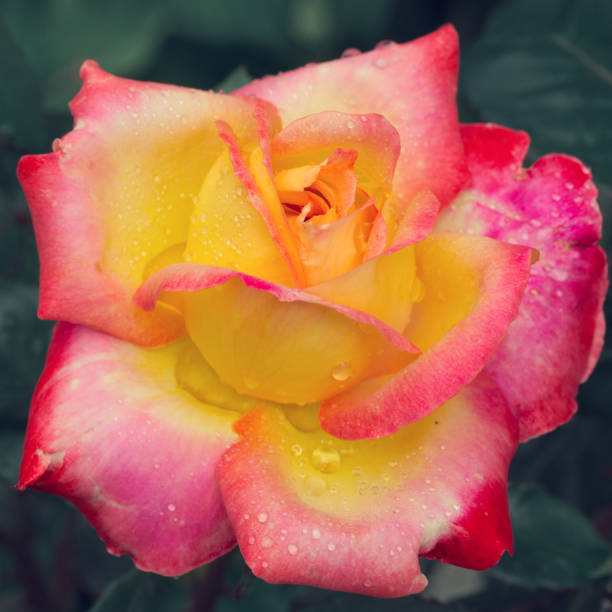 istock Yellow noble rose isolated on green . Macro shot. 1327314204
