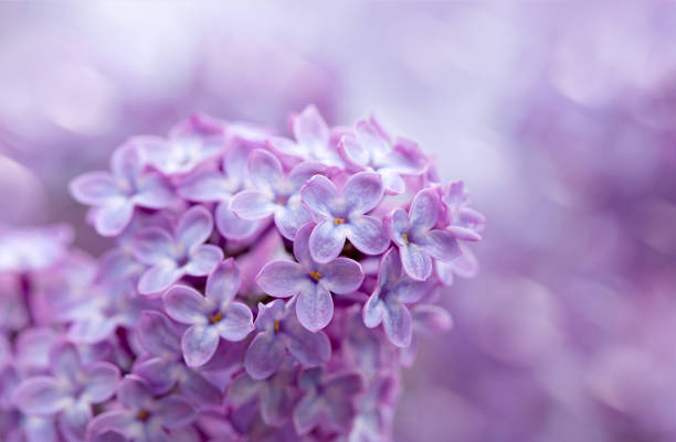 istock Branch with spring lilac flowers in garden. 1327314399