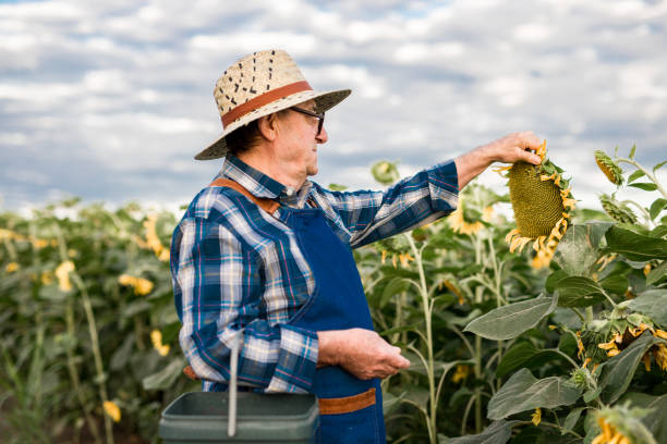A farmer 70-75 years old checks the sunflower harvest stock photo