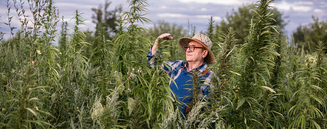 Farmer 70-75 years old with work clothes and a straw hat checks the marijuana harvest, close up