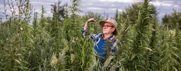 Farmer 70-75 years old checks the marijuana harvest stock photo