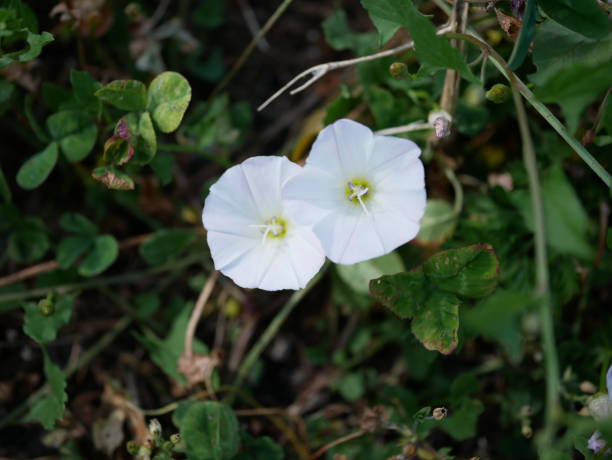 istock Flowers hidden in the forest 1327315179