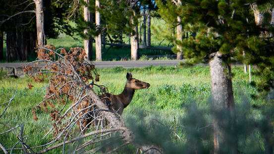 An elk cow stands from the side behind a broken pine tree in Yellowstone National Park in Wyoming.