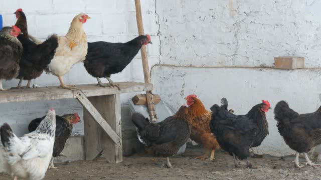 Many different hens, roosters and chickens sitting in rural yard on the bench or on ground in winter fine snow flies by