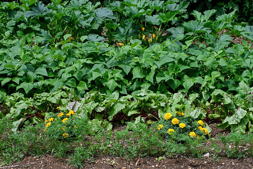 Marigold plants nestled between red beet, carrot, green bean, and summer squash plants.  Marigolds are companion plants and deter nematodes from attacking root crops.