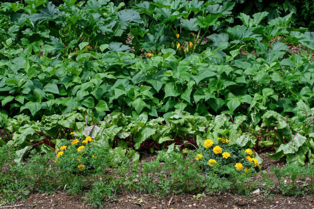Marigold plants nestled between red beet, carrot, green bean, and summer squash plants. Marigold plants nestled between red beet, carrot, green bean, and summer squash plants.  Marigolds are companion plants and deter nematodes from attacking root crops. companion plants stock pictures, royalty-free photos & images