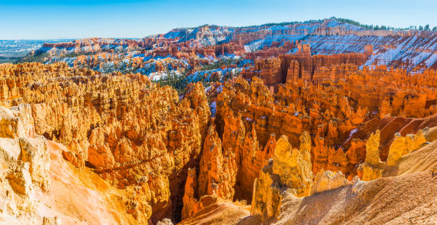 panoramablick über den goldenen hoodoos utah des bryce canyon nationalparks - bristlecone pine pine tree tree forest stock-fotos und bilder