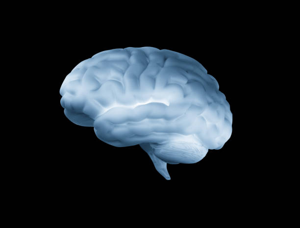 istock Human Brain Blue Isolated On black Background 1327318301