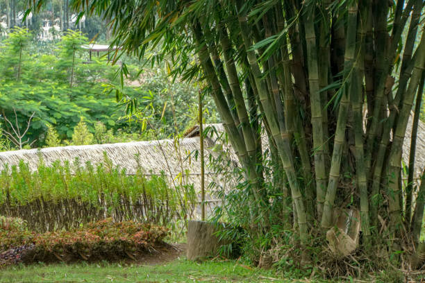 istock Bamboo Forest in Bandung, Indonesia 1327319359