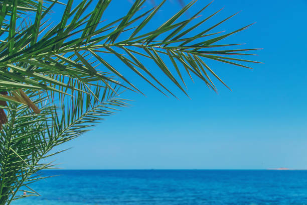 istock Palm trees leaves on a background of the sky. Selective focus. 1327319495