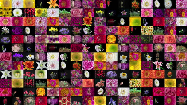 Blooming Flower Film Quilt