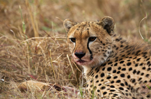 istock Cheetah is a big cat also know as the hunting leopard 1327321109