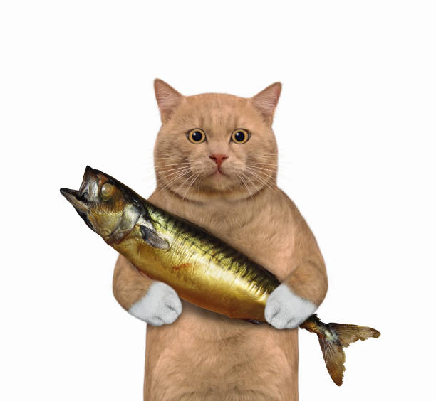 istock Cat reddish holds smoked mackerel 1327321236