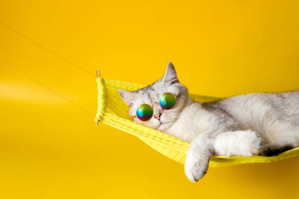Cute white british cat wearing sunglasses on yellow fabric hammock, isolated on yellow background. Cute white british cat wearing sunglasses on yellow fabric hammock, isolated on yellow background. Close up. Copy space hammock stock pictures, royalty-free photos & images