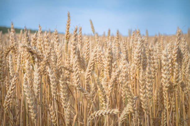 istock golden field of wheat grain 1327321581