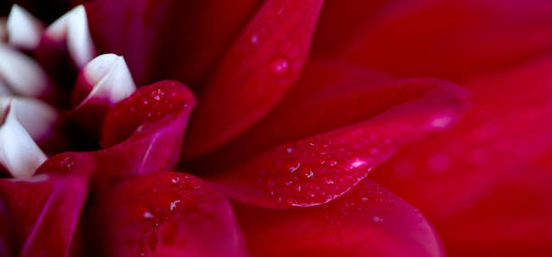 istock Red dahlia isolated on green blur background. 1327322137