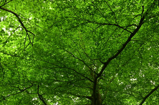 istock Canopy of Leaves 1327322437