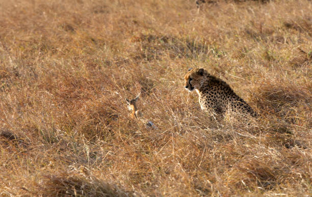 istock Cheetah is a big cat also know as the hunting leopard 1327322614