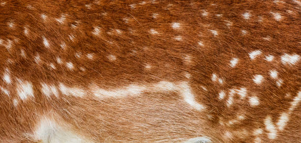 Animal hair background - Fallow deer fur