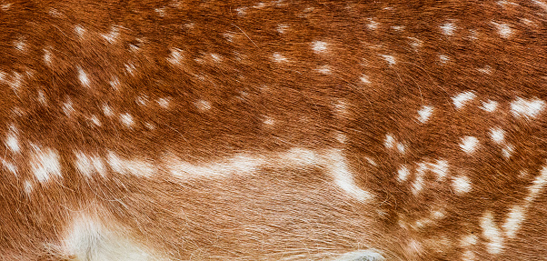 Close-up of fallow deer redish brown body hair with characteristic white spots