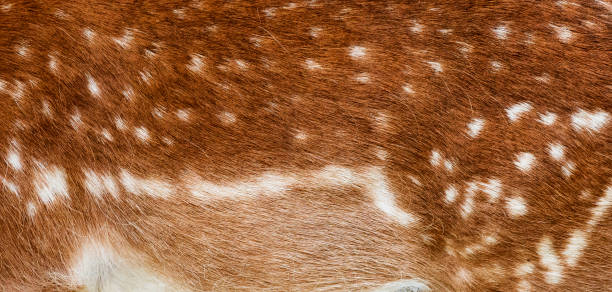 Animal hair background - Fallow deer fur Close-up of fallow deer redish brown body hair with characteristic white spots fallow deer photos stock pictures, royalty-free photos & images