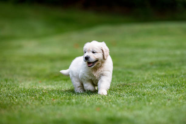 istock Golden Retriever Puppy 1327322861