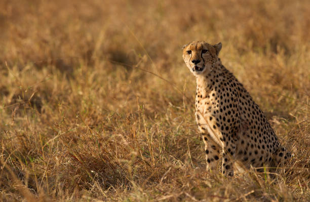 istock Cheetah is a big cat also know as the hunting leopard 1327322885