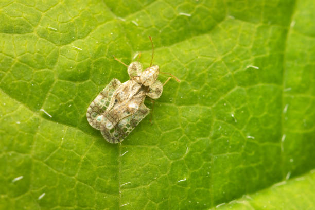 istock Top View on Chrysanthemum Lace Bug resting on a green leaf with copy space 1327322971