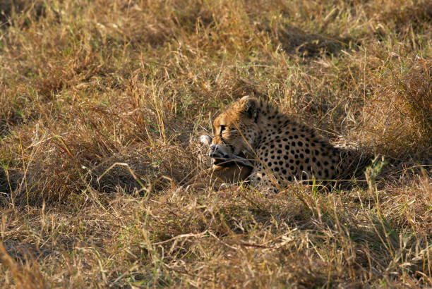 istock Cheetah is a big cat also know as the hunting leopard 1327323039