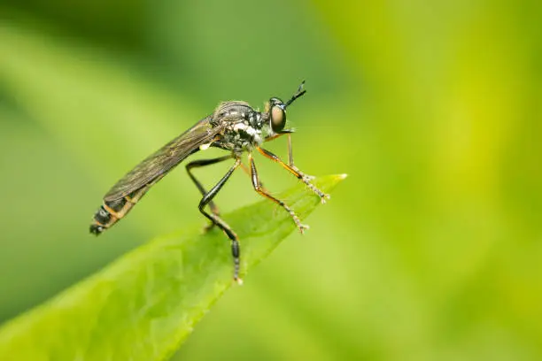 Assassin fly perched on a leaf looking for its next meal on a blurred green background