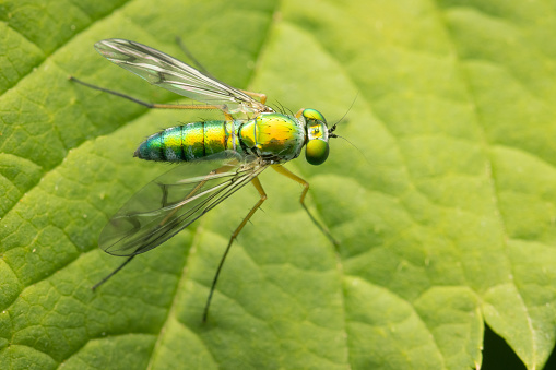 Top view on a Long Legged Fly with metallic green color and copy space