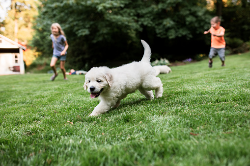 Brothers and sisters play with a young White Golden Retriever dog on green grass.  Horizontal image.