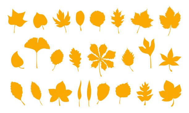 ilustraciones, imágenes clip art, dibujos animados e iconos de stock de conjunto de hojas de otoño vectoriales, elemento herbal. gran colección de hojas de naranja simples de otoño. siluetas de hojas de otoño - autumn collection