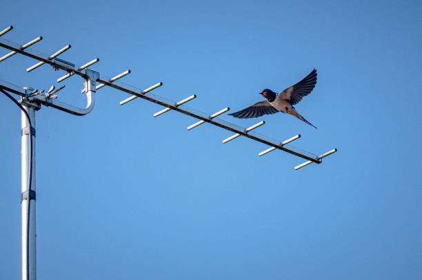 Swallow, hirundo rustica, perched on tv aerial Swallow, hirundo rustica, perched on television aerial animal antenna stock pictures, royalty-free photos & images
