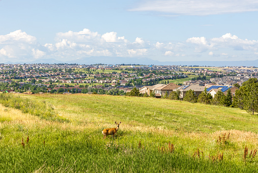 Colorado Living. Centennial, Colorado - Denver metro area residential panorama with  a deer on the small meadow in the foreground