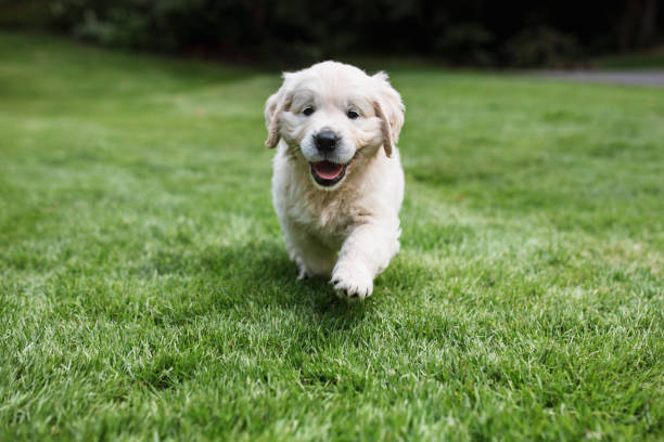 istock Golden Retriever Puppy 1327324090