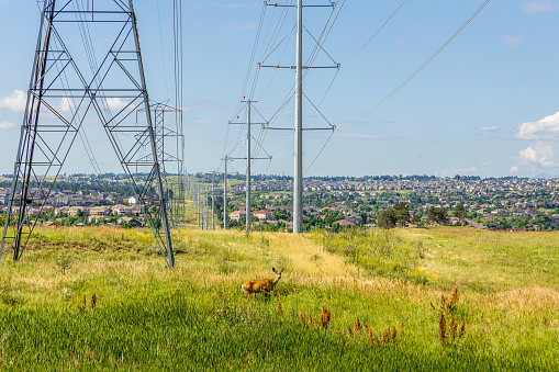 Colorado Living. Centennial, Colorado - Denver Metro Area Residential Panorama with power lines and a deer on the small meadow in the foreground