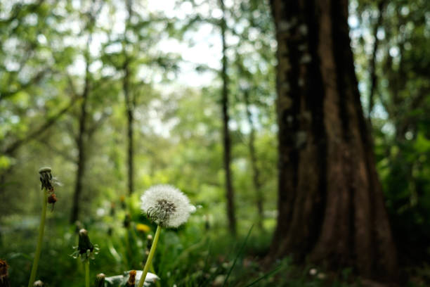 istock Dandelion in a forest of Pamplona. 1327324620