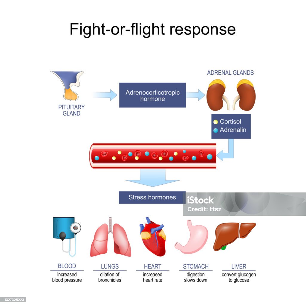 Stress Response Hormone Cortisol And Adrenalin Stock Illustration ... Biology Diagrams