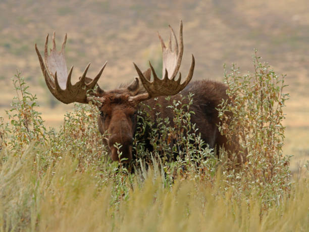 Moose on the Loose! This gallery contains photos of both adult and young moose taken in either the Grand Tetons, Yellowstone or Glacier National Park. bull moose stock pictures, royalty-free photos & images