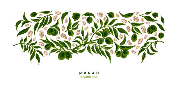 pecan roślin, ziarna. zielona plantacja szkic wektorowy - pecan stock illustrations