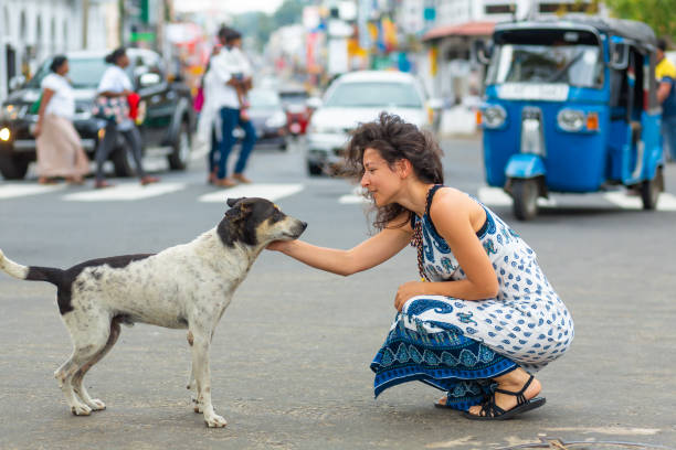 the girl communicates with a stray dog on the street. pet the dog - selvagem imagens e fotografias de stock