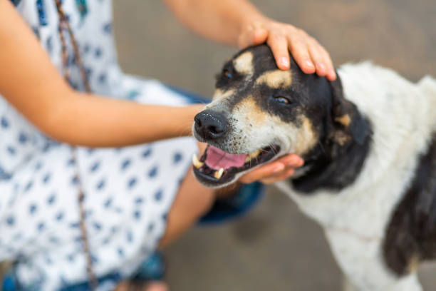 la chica se comunica con un perro callejero en la calle. acariciar al perro - cachorro animal salvaje fotografías e imágenes de stock