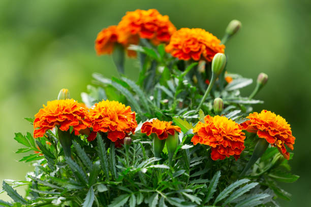 istock marigold flowers in a garden 1327326207