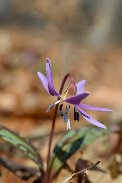 istock Erythronium dens-canis, Dog's tooth violet, wildflower 1327328167