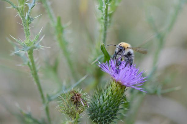 istock Bumblebee on a Spear Thistle , bee on a purple spiky flower 1327328874