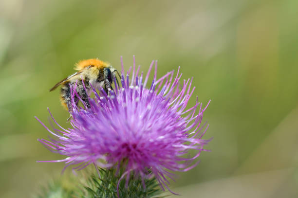 istock Bumblebee on a Spear Thistle, bee on a purple spiky flower 1327328894