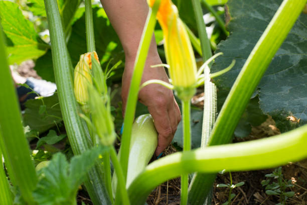 female hand picking zucchini. harvesting marrow from a plant - zucchini squash marrow squash vegetable imagens e fotografias de stock