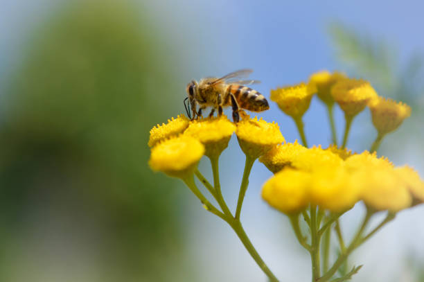istock Bee on a a tansy yellow flower, pollinating, close up. 1327330021
